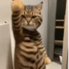 Reacciones gatunas random🐈🐈‍⬛ 15