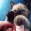 🧡🐱Michitos randoms🐱🧡 9