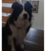 Perros 01mov 8