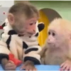 Changuitos 🐵🐒 9