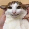 Gatos  5