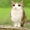 ᱙᱙   ˳   Meowl   ׅ   𐀴᷼𐀴 30