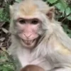Macacos rindo 🙊🐵😂 14