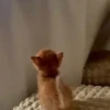 Gatitos. | @ocenferios  Haki. 8