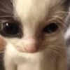 Gatos 13