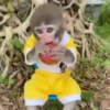 Monitos bonitos🥰❤️💗💖💕✨🙈🍌 8