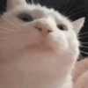 GATO 8