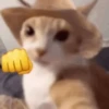 Gatinhos 🐾🐾🐾🐾🐾🐾 7