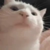 Gatos que viraram Memes 🐈😁 6