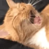 🧡🐱Michitos randoms🐱🧡 7