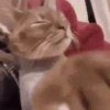 Gatos que viraram Memes 🐈😁 17