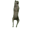 Gatinhos animados 8