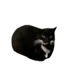 Gatinhos animados 6