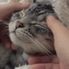 🧡🐱Michitos randoms🐱🧡 8