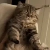Gatos que viraram Memes 🐈😁 19