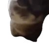 Gatinhos animados 9