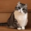 ✨️ Michis Animados Random 🐈🐈‍⬛ 9