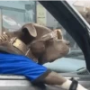 Perros 01mov 22