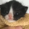Gatos engraçados 13