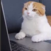 Reações animais  6