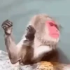 Monitos bonitos ❤️🐵✨ 6