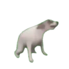Gatinhos animados 14