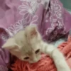 GIFs Bixins com Frio 🥶 16