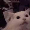 Memes 9