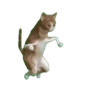 Gatinhos animados 10