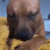 BOM PRA CACHORRO 🐶🤣 8