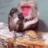 Macaco | Macaquinho 🐒 27