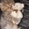 🧡🐱Michitos randoms🐱🧡 17