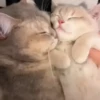 Gatinhos 7