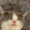Gatitos. | @ocenferios  Haki. 12