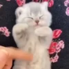 Gatitos. | @ocenferios  Haki. 7