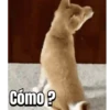 Perros 01mov 13