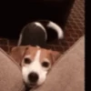 Perros 01mov 25
