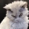 GATOS PARA REAGIR 7