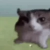 Gatos engraçados 5