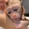 Monitos bonitos🥰❤️💗💖💕✨🙈🍌 5
