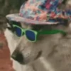 Funny Dogs🐾🐶 13
