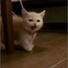 Tingkah lucu kucing 7