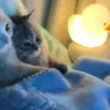 Gatinhos 8