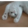Gatos loucos 🐈 5