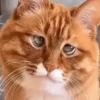 Gatos Michis Mood Funny 😹🤣 11