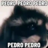 🐱 Fisheye-lens pets 19