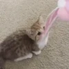 Gatos 5