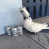 Pa la Peda 8