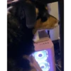Perros para el chat 🤣🐕 9