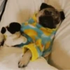 Perros 01mov 12